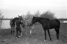 16-371 Paarden van Pieter van Driel