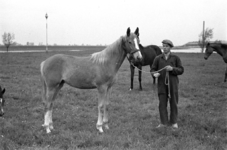 16-372 Paarden van Pieter van Driel