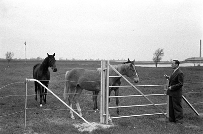 16-373 Paarden van Pieter van Driel