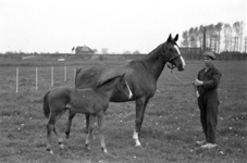 16-374 Paarden van Pieter van Driel