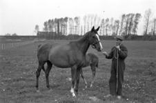 16-375 Paarden van Pieter van Driel