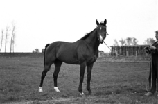 16-377 Paarden van Pieter van Driel