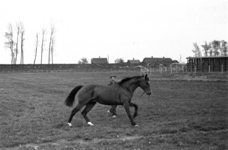 16-378 Paarden van Pieter van Driel