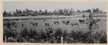 04_007_L_02 Stoeterij De Rietschoof, paarden in de wei