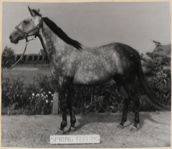 04_016_L_01 Spring Feeling (BB1876), geboren Engeland 1949. Vader Pampas Gras, moeder The Lawns. Gekocht 10 mei 1954