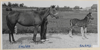 04_016_R_02 Nacibee met Colbay, geboren 6 maart 1954