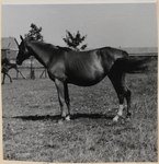 04_017_L_05 Corrida (B1128), geboren 1947. Vader Marjolet, moeder Laughing Water. Gekocht op 13 april 1954