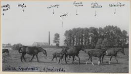 05_016_R_01 Weidegang De Rijswaard. van links naar rechts: Liberty Belle, Belle d'Or, Col di Campo, Urrack, Nisouka ...