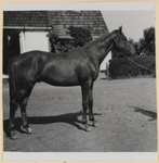 05_021_R_02 Jaarlingen geboren 1954. Colony Boy