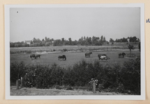 06_005_R_02 Weidegang De Rietschoof