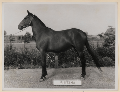 06_013_L_01 Sultana (A5075), geboren 9 maart 1951. Vader Lord Maire, moeder Klazina Axkit. Gekocht november 1955. ...