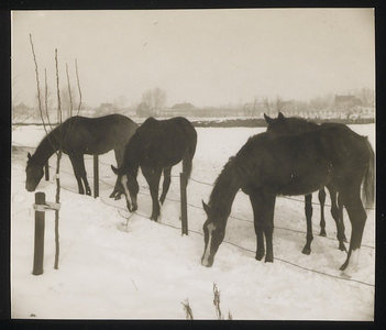 25_034 Jaarlingen, generatie 1963. Van links naar rechts Pawnee, Waikuru en Cold Water