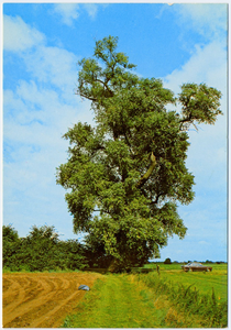 16-10028 Oude linde boom aan de Moffendijk