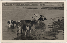 22-11010 Koeien in de Waal aan de waterkant